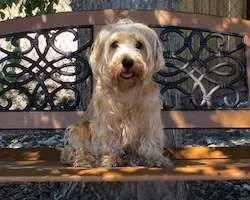 Sporting Lucas Terrier